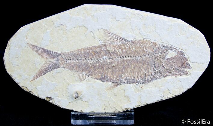 Nice Inch Knightia Fossil Fish #2558
